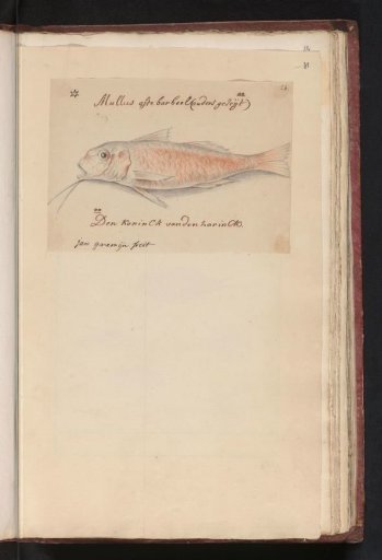 Red Mullet (Mullus surmuletus)
