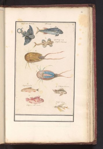 Sheet with seven different fish and a sword crab