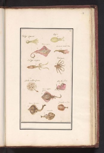 Sheet with twelve fish and squids