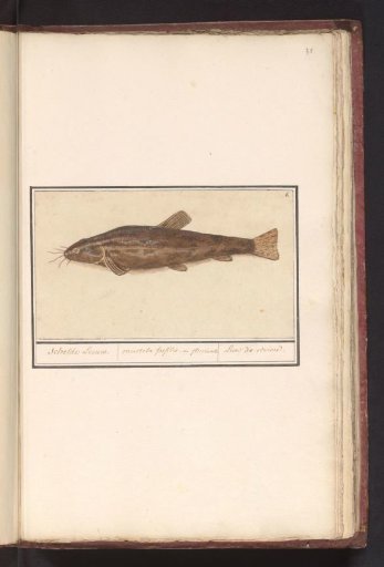 Catfish (Siluridae)