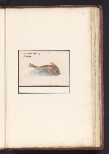 Unknown fish