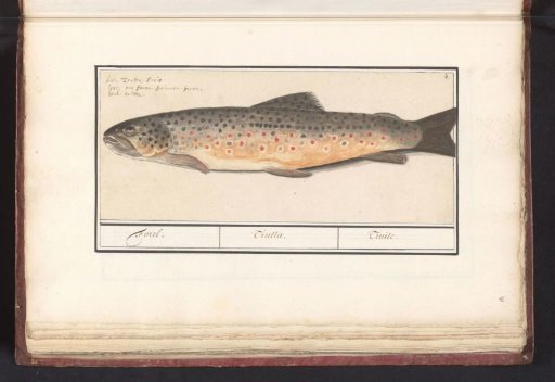 Trout (Salmo trutta)