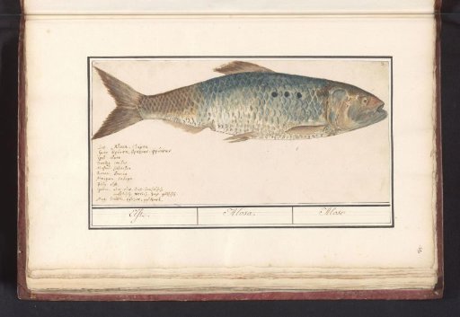 Shad (Alosa alosa)