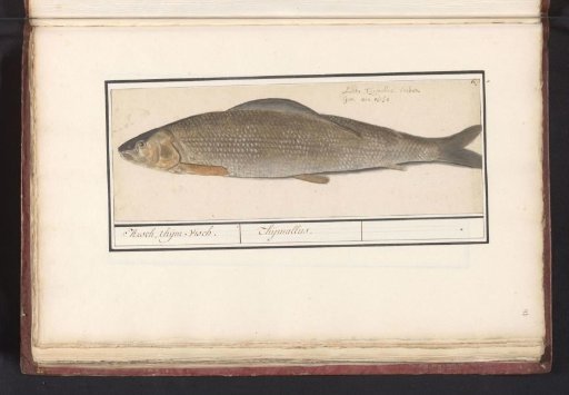 Grayling (Thymallus thymallus)