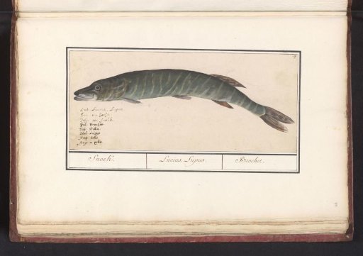 Pike (Esox lucius)