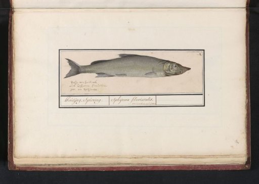 Vendace (Coregonus oxyrinchus)