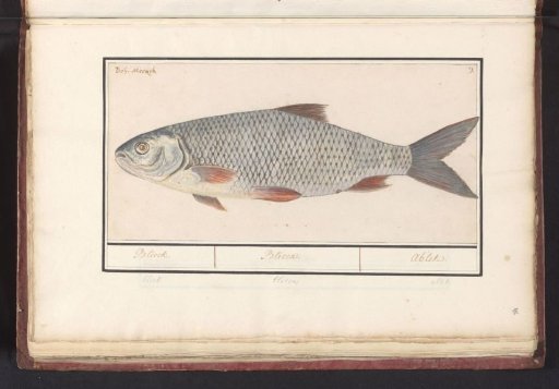 Roach or bream (Blicca bjoerkna)