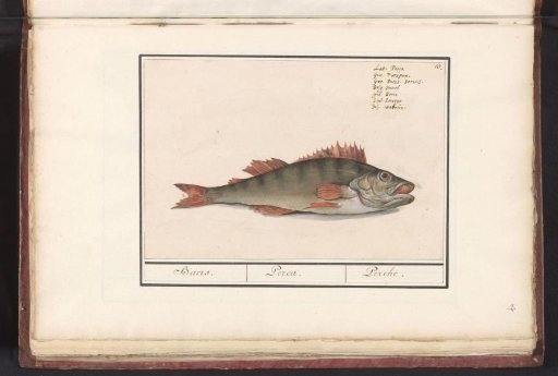 Perch (Perca fluviatilis)