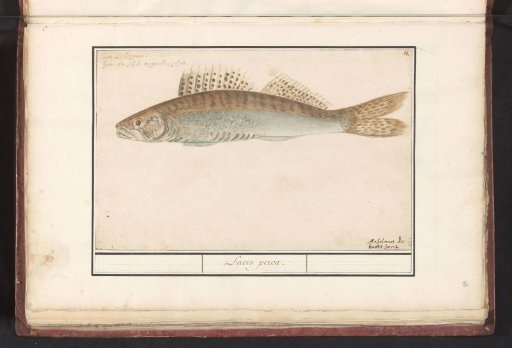 Zander (Sander lucioperca)