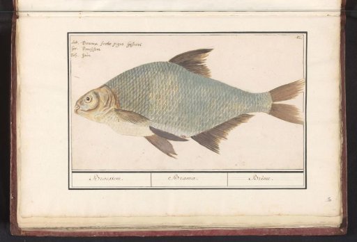 Bream (Abramis brama)