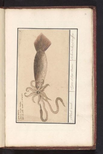 European Squid (Loligo vulgaris)