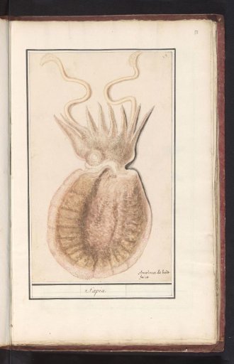 Cuttlefish (Sepiida)