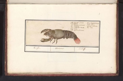 Lobster (Homarus gammarus)