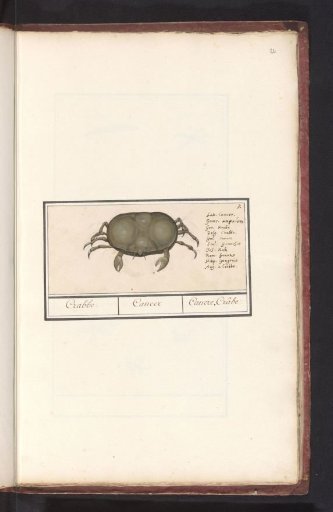 Crab (Cancer)