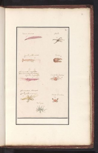 Plate with nine crustaceans and mollusks