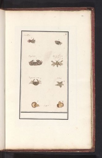 Plate with eight crustaceans and mollusks