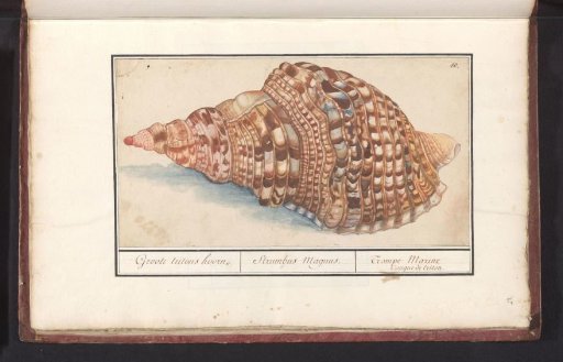 Common triton shell (Charonia tritonis)