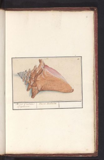 Pink conch (Strombus gigas)