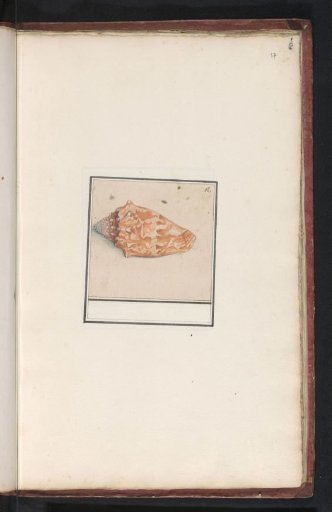 Pink conch (Strombus gigas)
