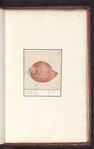 Shell of a Sea Snail