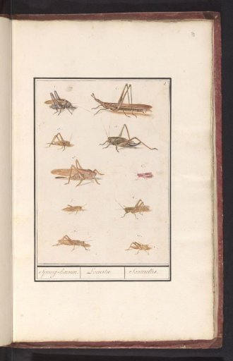 Sheet with Ten Grasshoppers