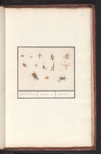 Sheet with Thirteen Flying Insects