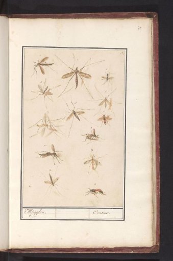 Sheet with Thirteen Mosquitoes (Historia Naturalis of Rudolf II)