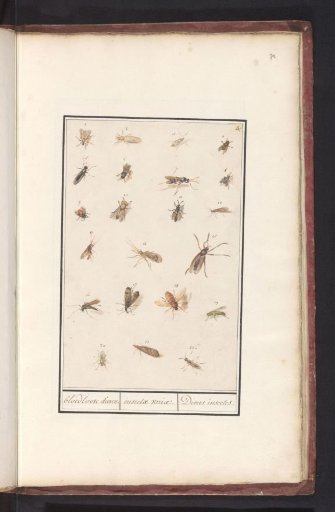 Sheet with Twenty-Two Winged Insects