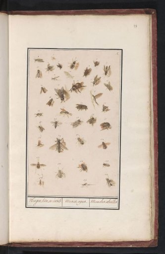 38 Winged Insects