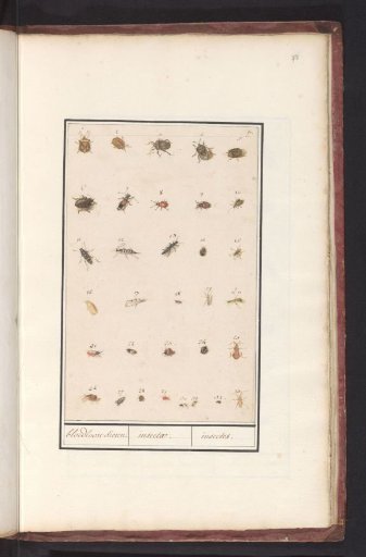 Sheet with Thirty-Three Insects