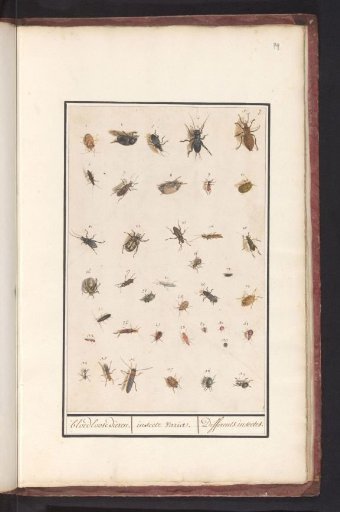 Sheet with Thirty-Nine Insects