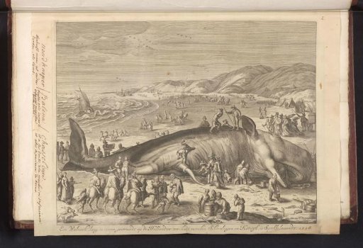 Stranded whale at Berckhey, 1598