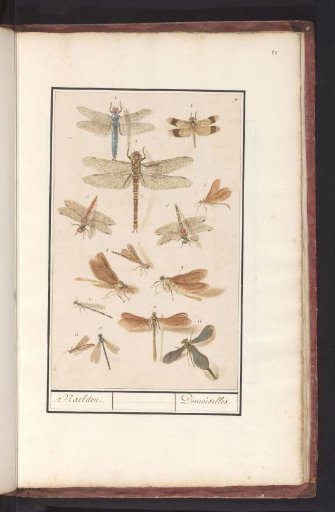 Dragonflies (Odonata)