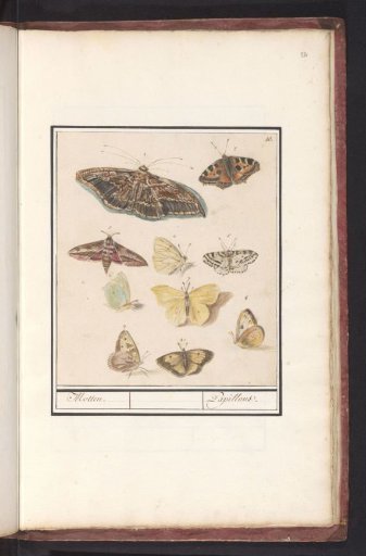 Butterflies and Moths