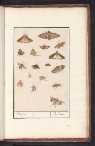 Butterflies and Moths