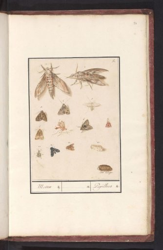 Night Moths and Butterflies