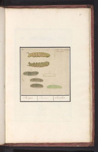 Caterpillars