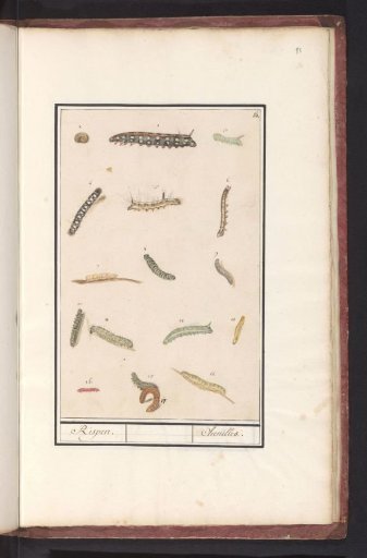 Caterpillars