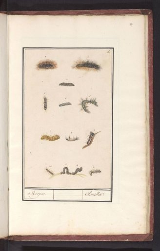 Caterpillars