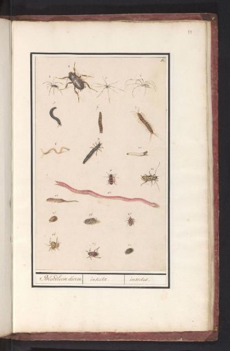 Sheet with Various Insects and Spiders