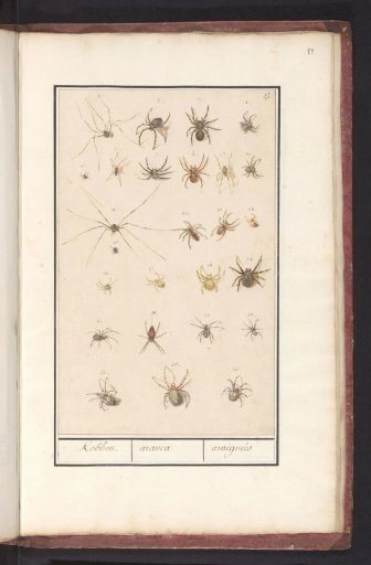 Sheet with Spiders