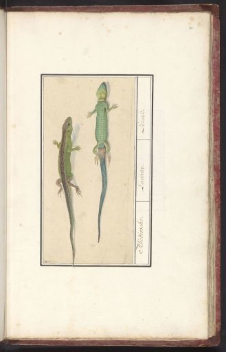 Sand Lizard (Lacerta agilis)