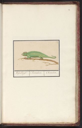 Chameleon (Chamaeleonidae)