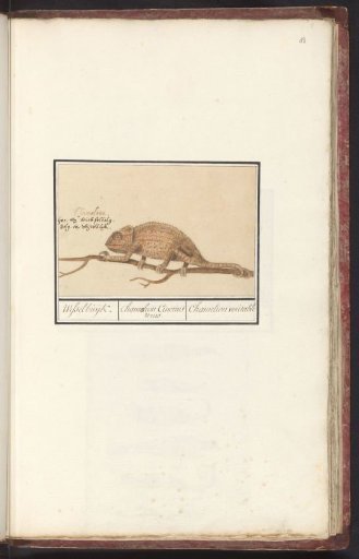 Chameleon (Chamaeleonidae)