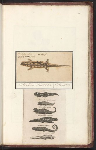 Fire salamander (Salamandra salamandra)