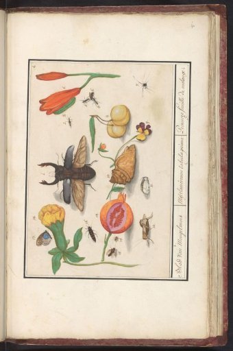 Natural History Ensemble (no. 1)