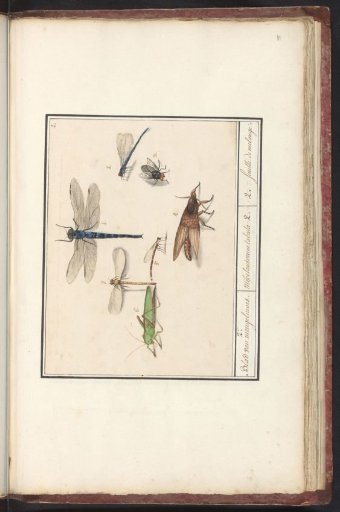 Natural History Ensemble (no. 2)