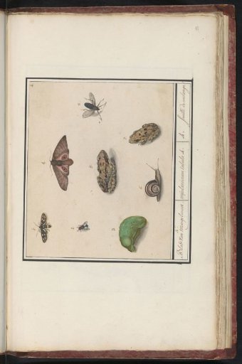 Natural History Ensemble (no. 4)