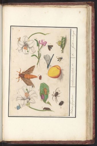 Natural History Ensemble (no. 5)