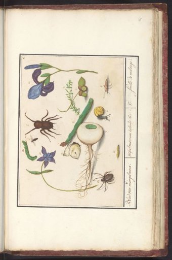Natural History Ensemble (no. 6)